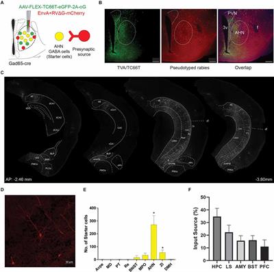 Hippocampus-Anterior Hypothalamic Circuit Modulates Stress-Induced Endocrine and Behavioral Response